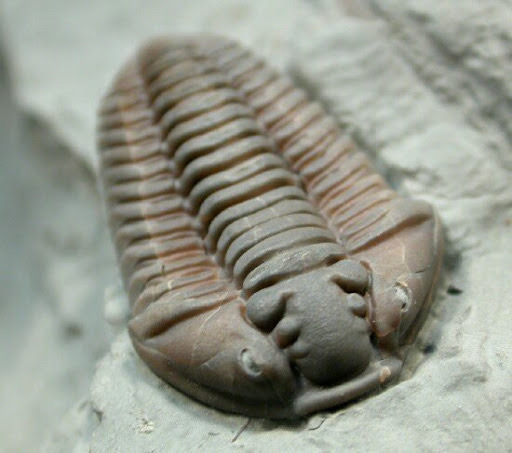Trilobite fossil
