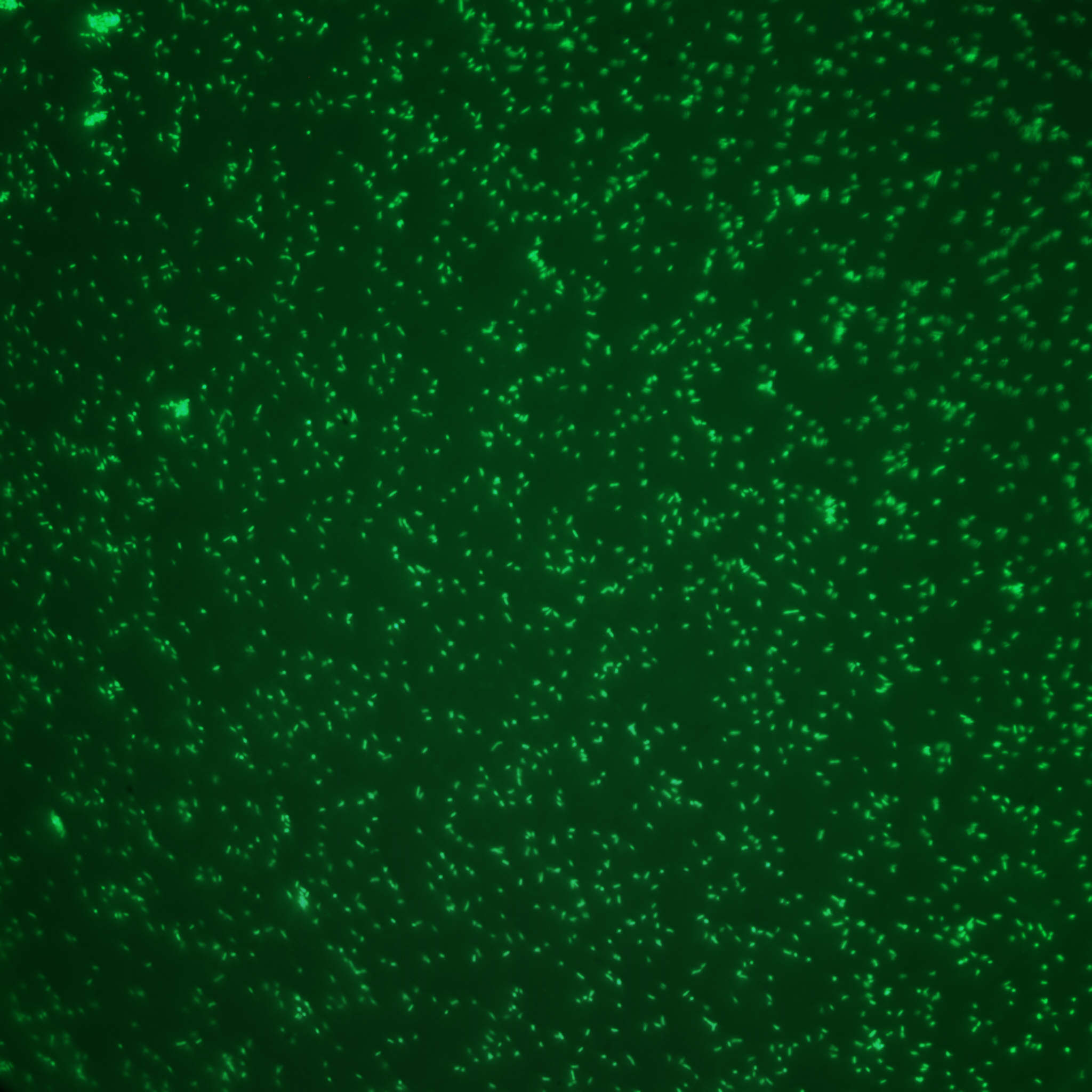 traveling microbes